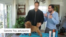 PERROS - Peluquería canina. Cómo peinar a un perro Caniche Toy. Qué cuidados necesita.