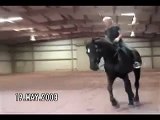 Duke the 03 Percheron -  Training the Trot and Canter 051908