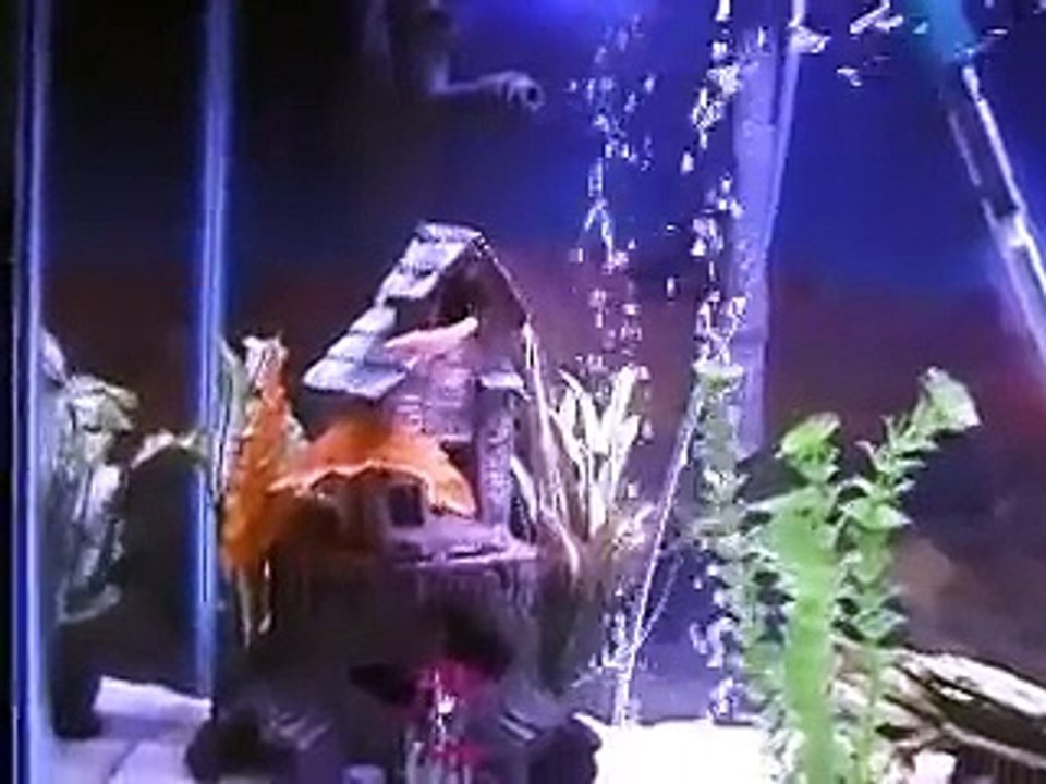 Bala sharks