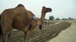 Land preparation for crop cultivation through camels in Tharparkar district of Sindh