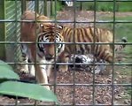 Siberian Tigers play fighting at Port Lympne Zoo