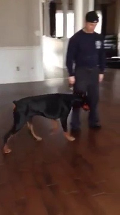 Most loyal dog