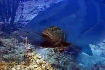 Underwater Grouper and other reef fish in the Bahamas