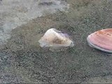 Clams digging in the sand