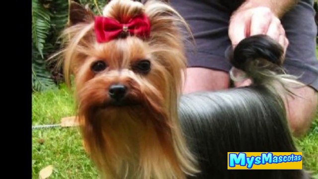 Razas de Perros más Pequeñas del Mundo