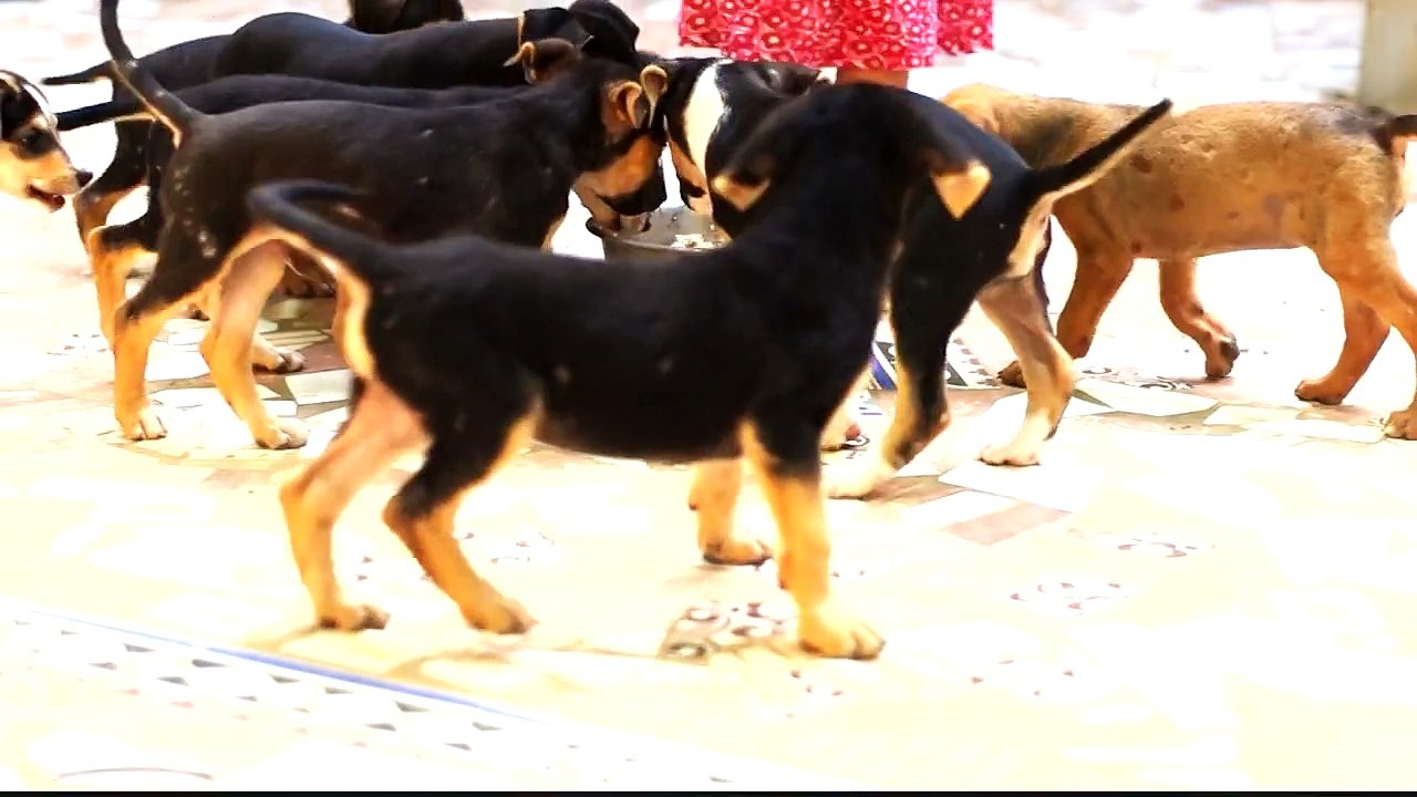 The Puppy Fight