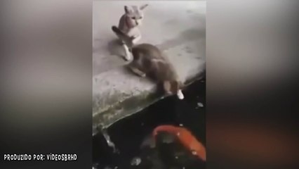 Peixe Tenta Engolir Gato no Japão Confira o Flagrante!