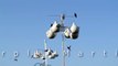 Wild Bird House : Purple Martin Colony Feeding and Getting Ready to Migrate : Gourds Martins