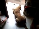 perro devorando gato