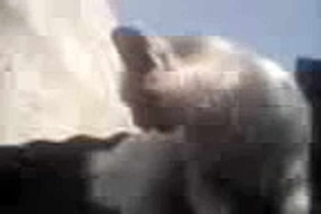 GATO ASUSTADO