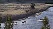 Yellowstone - Lone Wolf Tests Some Elk