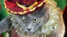 Internet sensation: Jingle Cats return with new Christmas single