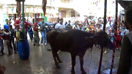 ذبح عجل كريم الجزار في الزوايده الاسكندريه.MP4