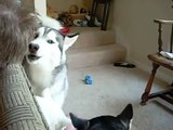 Momma Siberian Husky playing and being cute with her son
