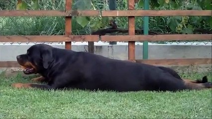 Rottweilers & Squeaky toys