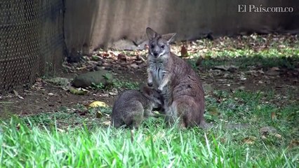 Bebé canguro, el nuevo integrante del Zoológico de Cali