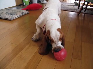 HAL basset hound --- you are not interested in the BALL