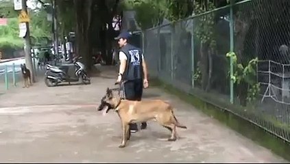 Belgian Malinois Attack Training