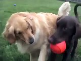 Luna & Ivy: The Squeaker Ball