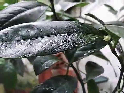 Como fazer uma mini arvore frutifera em uma garrafa pet