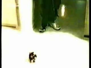 Dog Attack Incident 🚨