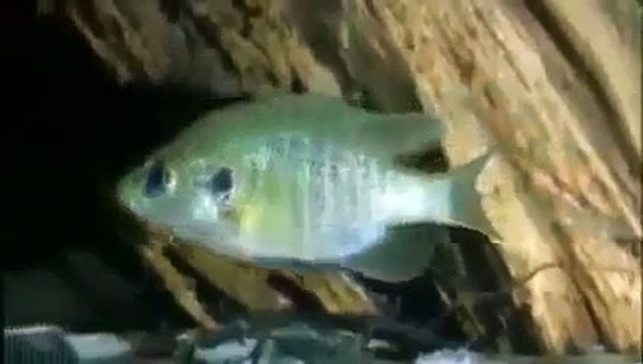 Galapagos Islands Rare Animals - Giant Tortoise Wildlife Nature Documentary