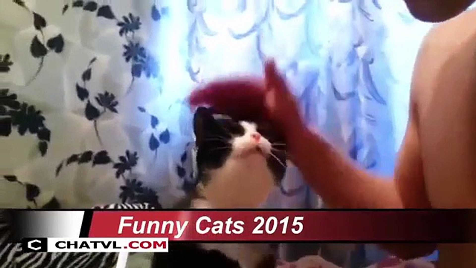 Funny cats compilation - Funny cat videos