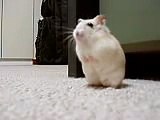 My hamster - Frieze  （ハムスター フリーズ）