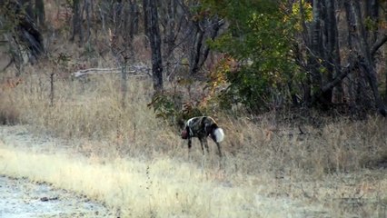 Peeing, Pooping and playing Painted Dogs