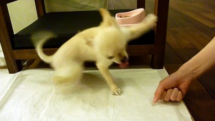 HD『毎日が生存競争』　もちこ（チワワ）の「ジャンピングお手」