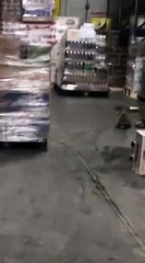 YouTube: Mapache entró a almacén, bebió cerveza y salió ebrio
