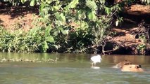 Pantaneiros, Animais do Pantanal, Mato Grosso do Sul,