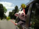 Geico Piggy going 