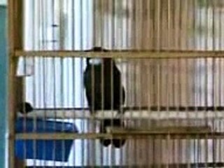 Garrulax (Black Throated )Kuwait بوكساي الرباح رقم2 كويت