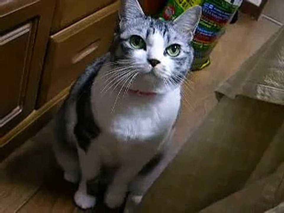 猫の鳴き声～おねだり