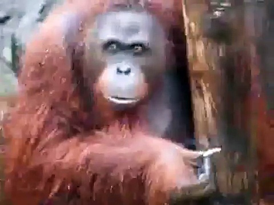 orangutan smoking some bud