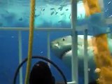 【衝撃映像•動物】ホホジロザメ
