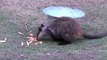 Threatened Australian Animals - Rock Wallaby and Long Nosed Potoroo