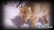 Wolves - Black Dove Song (Tori Amos)