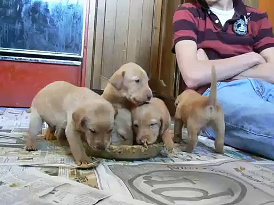 PUPPIES!!