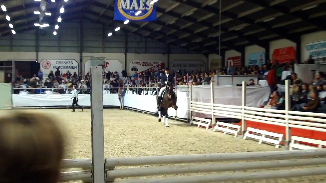 stallion sungold