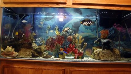 150 gallon saltwater aquarium custom setup "Living Art"