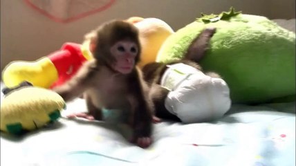 子猿　japanese monkey  baby