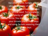 Tomatoes Tips Revealed - How To Grow Your Own Juicy Tomatoes