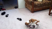 Jack Russell Terrier (JRT)  vs. Rat Terrier  Play Fighting