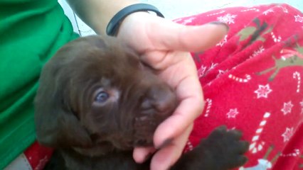AKC Chocolate Labradors Day 26 - First time outside!
