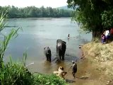 Elephants taking bath in periyar river