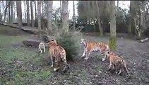 Siberian Tigers at Port Lympne playing with Christmas trees!