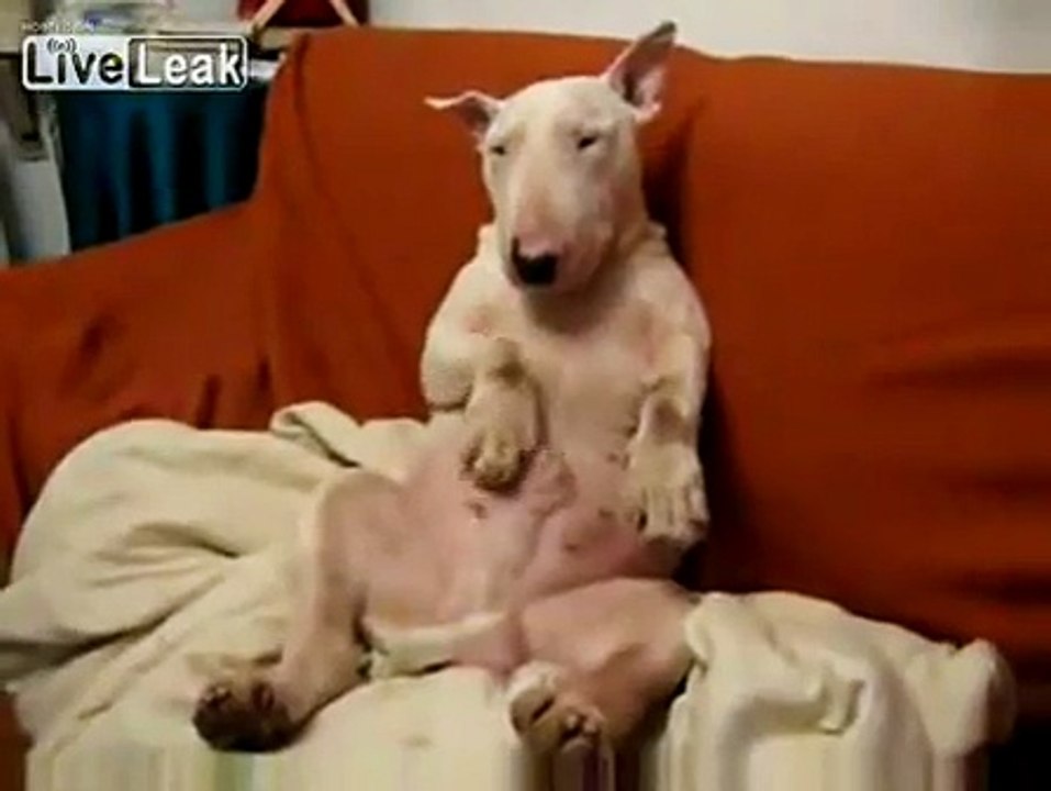 El perro pajillero