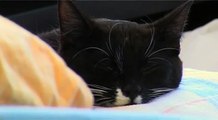 cat in bed - cute sleeping kitten / Katze im Bett - süßes Kätzchen schläft
